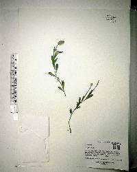 Polygala lutea image