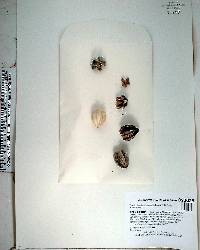 Brassiophoenix schumannii image