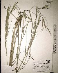 Andropogon glomeratus image