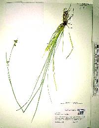 Rhynchospora fascicularis image