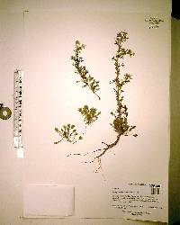 Eryngium aromaticum image