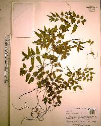 Lygodium microphyllum image