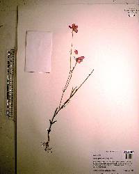 Sabatia grandiflora image