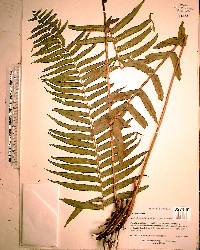 Nephrolepis multiflora image