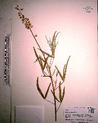 Crotalaria lanceolata image