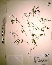 Indigofera trita image