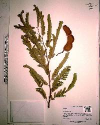 Tamarindus indica image