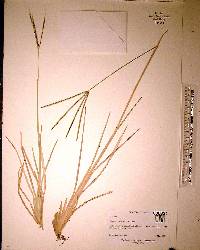 Eustachys petraea image