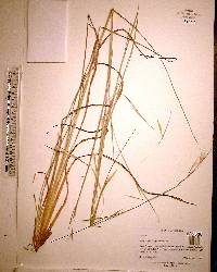 Andropogon longiberbis image