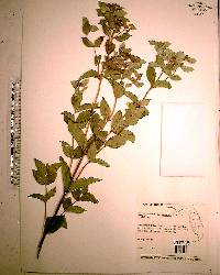 Pycnanthemum floridanum image