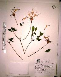 Rhododendron canescens image