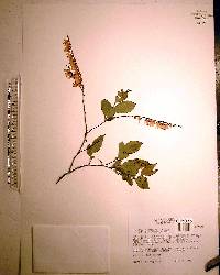 Leucothoe racemosa image