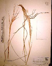 Andropogon gyrans image