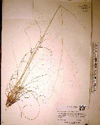 Muhlenbergia capillaris image