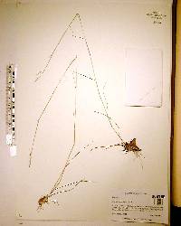 Triplasis americana image