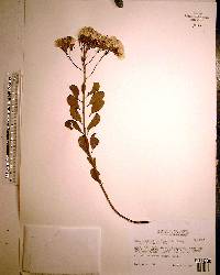 Garberia heterophylla image