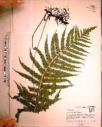 Thelypteris kunthii image