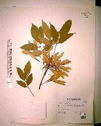 Fraxinus caroliniana image