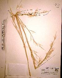 Andropogon tracyi image