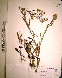 Aster elliottii image