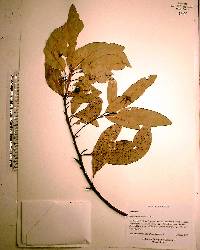 Persea palustris image