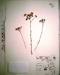 Polygala balduinii image