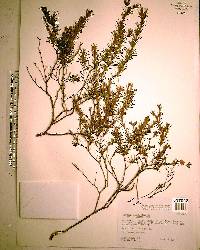 Hypericum fasciculatum image