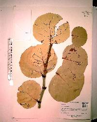 Coccoloba uvifera image