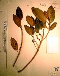 Ficus aurea image