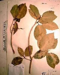 Ficus aurea image