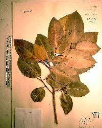 Ficus aurea image