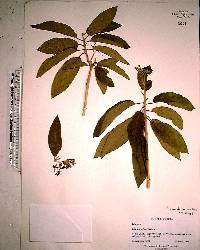 Solanum erianthum image