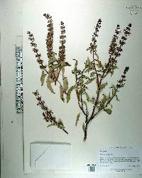 Ocimum basilicum image