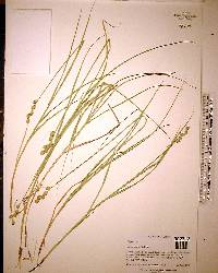 Carex vexans image