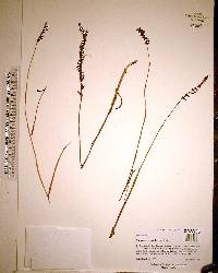 Spiranthes vernalis image