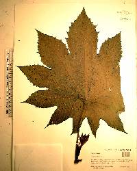 Ricinus communis image