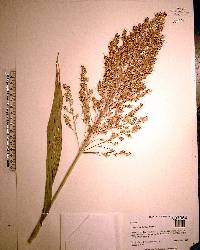 Sorghum bicolor image