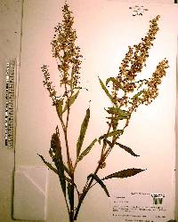 Rumex verticillatus image