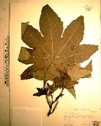 Ricinus communis image