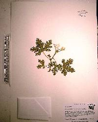 Cnidoscolus urens image