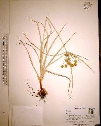 Cyperus retrorsus image