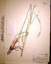 Andropogon ternarius image