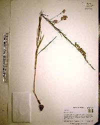 Liatris gracilis image