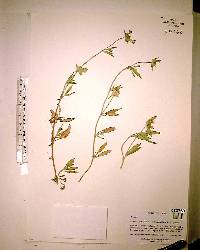 Richardia grandiflora image