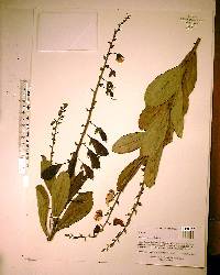 Crotalaria spectabilis image