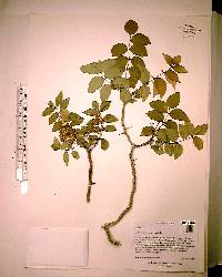 Zanthoxylum clava-herculis image