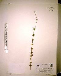 Spermacoce verticillata image