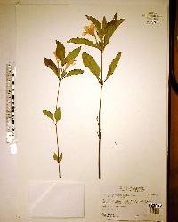 Ruellia caroliniensis image