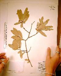 Quercus virginiana image