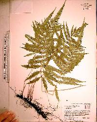 Thelypteris kunthii image